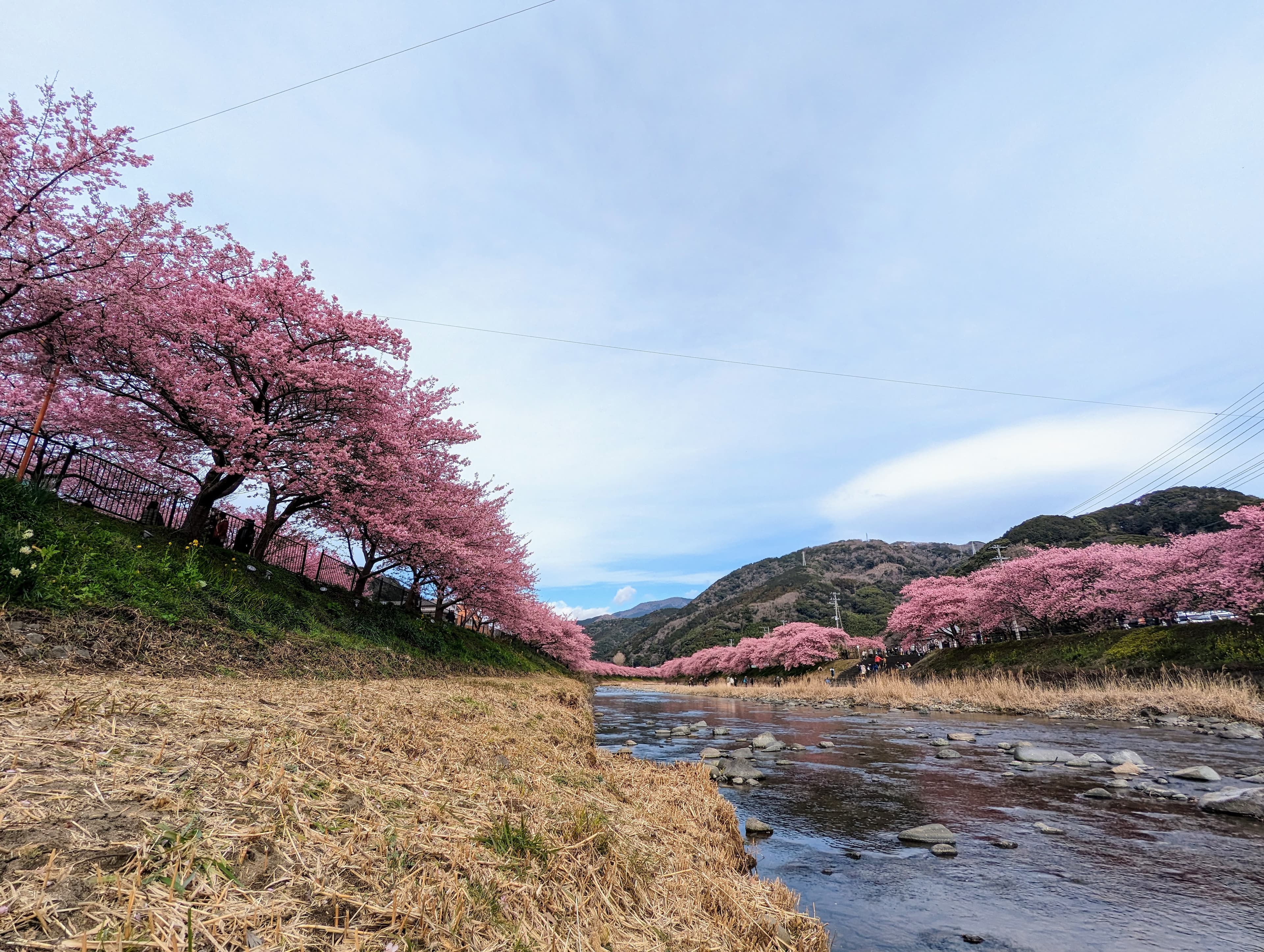 河津桜01